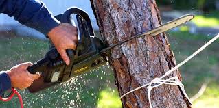 Best Tree Maintenance Programs  in Lucerne Valley, CA