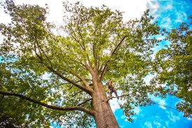 Best Tree Preservation Services  in Lucerne Valley, CA