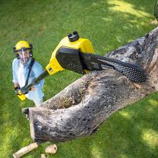 Trusted Lucerne Valley, CA Tree Removal Experts