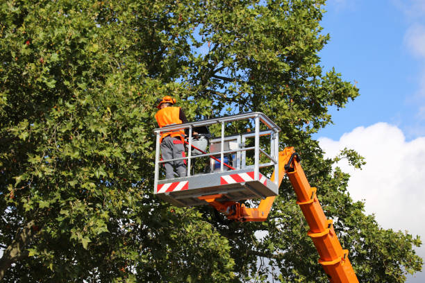 Best Tree Cabling and Bracing  in Lucerne Valley, CA