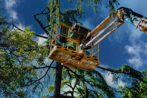 Best Hazardous Tree Removal  in Lucerne Valley, CA