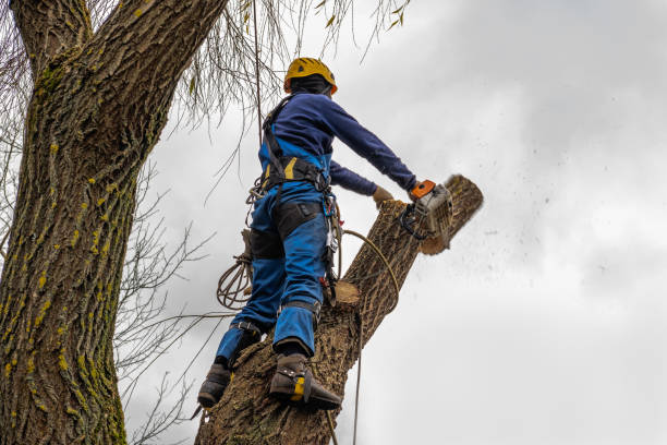 Best Utility Line Clearance  in Lucerne Valley, CA