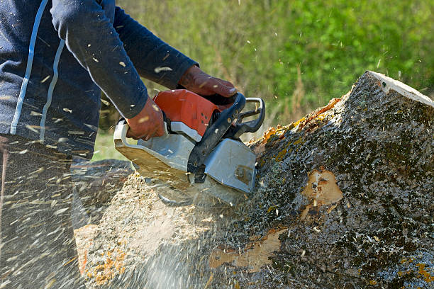 Best Lawn Disease Treatment  in Lucerne Valley, CA