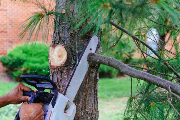 Best Tree Health Inspection  in Lucerne Valley, CA